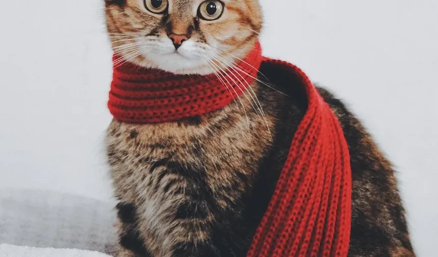 Por Que Minha Gata Está Se Escondendo Debaixo da Cama Depois de Ser Castrada?